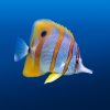 Copperband butterfly fish